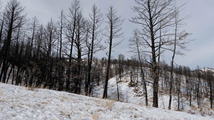 bridger canyon improved land for sale, bozeman, mt